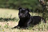 STAFFIE 379
